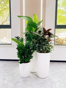 余姚盆景租摆方案来袭,打造别样景观就现在!